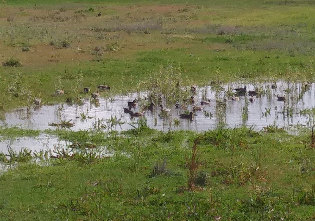 Ducks swimming on Flood Control Parcel